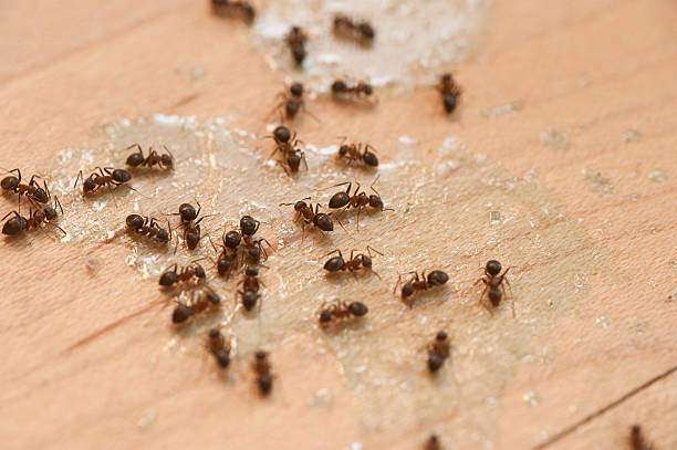 Best Best Pest Control Companies  in Glenside, PA
